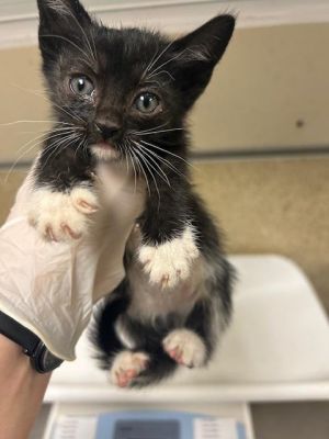 KATANA, Baby Female Domestic Short Hair