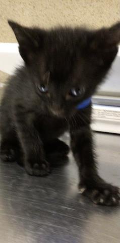 SALEM, Baby Male Domestic Short Hair