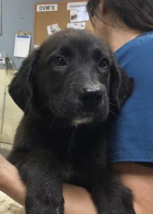 BUBBLES, Baby Female Labrador Retriever