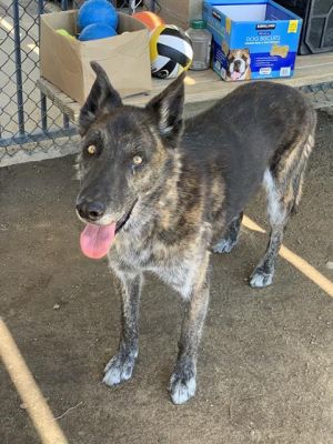 DIESEL, Senior Male German Shepherd Dog