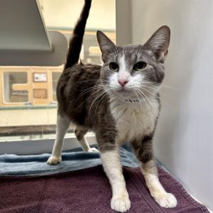 RACHEL, Young Female Domestic Short Hair