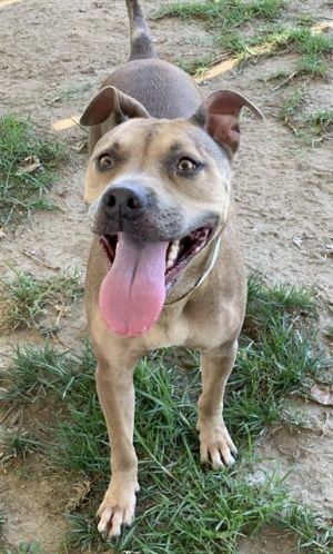 STELLA, Adult Female Pit Bull Terrier