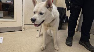 A1864245, Young Male Siberian Husky