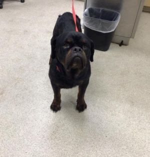 TANK, Adult Male Rottweiler