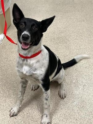 SUGAR, Young Female Border Collie