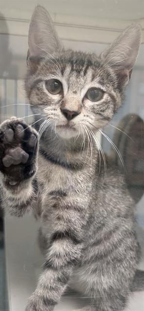 TIKI, Baby Male Domestic Short Hair