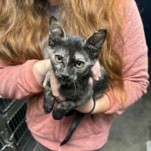 Liberty Bell, Baby Female Domestic Short Hair