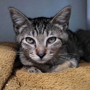 Snooper, Baby Male Domestic Short Hair