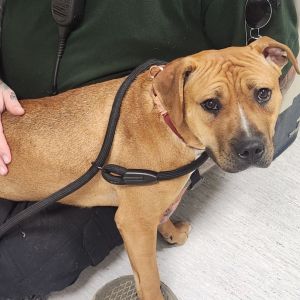 7/4/25 Walker Avenue Stray, Adult Female Mixed Breed