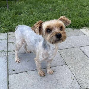 Peggy, Adult Female Yorkshire Terrier