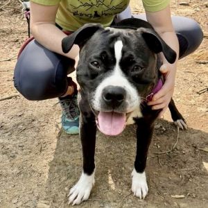 Alphonse, Adult Male Mixed Breed