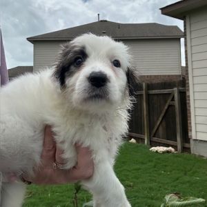 Zalan, Baby Male Plott Hound