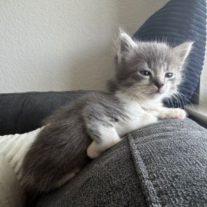 Hamburger Helper 13, Baby Female Domestic Short Hair