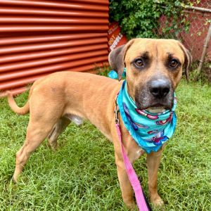 Earl, Adult Male Black Mouth Cur