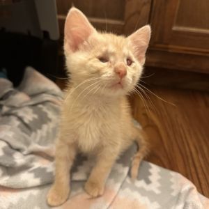 Eenie Meanie 14, Baby Female Domestic Short Hair