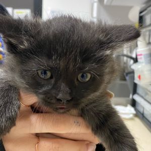 Anaconda, Baby Male Domestic Short Hair