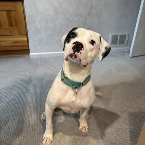 Naya, Adult Female Pit Bull Terrier