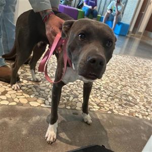 A639670, Adult Female Staffordshire Bull Terrier