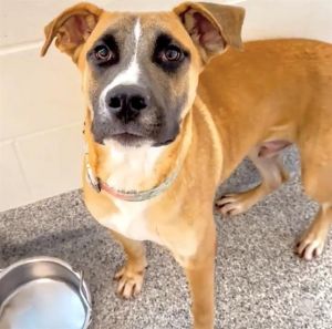 A639525, Young Male German Shepherd Dog