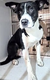 A639633, Adult Male American Staffordshire Terrier