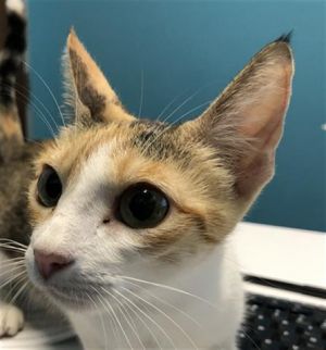 MOM, Young Female Domestic Short Hair