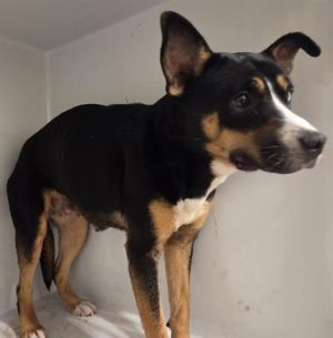 A639634, Adult Female American Staffordshire Terrier