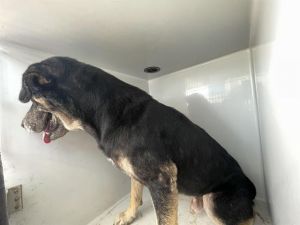 A639813, Adult Male Labrador Retriever