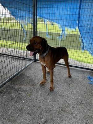 MAGUA, Young Male Boxer