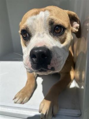 A639539, Young Female Pit Bull Terrier