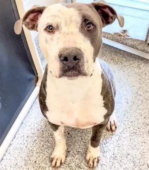 A639734, Adult Female Pit Bull Terrier