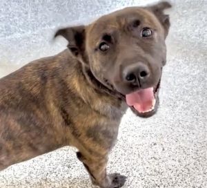 A639796, Adult Female Plott Hound