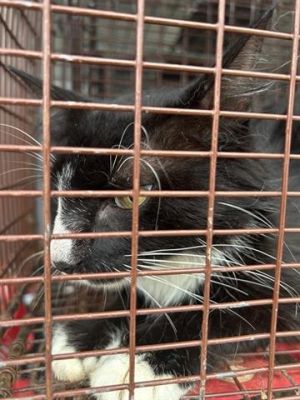 A639437, Young Female Domestic Short Hair