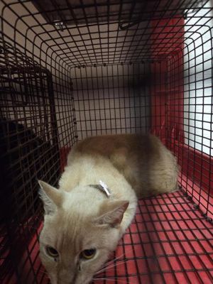 A638235, Young Male Domestic Short Hair
