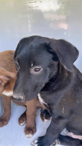 A639785, Baby Male Labrador Retriever