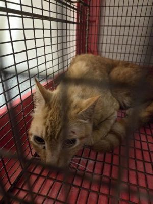 A638233, Young Female Domestic Short Hair