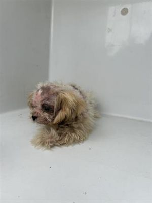 A639675, Baby Female Shih Tzu