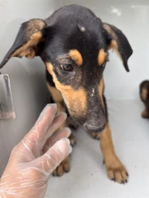 A639681, Baby Female Doberman Pinscher