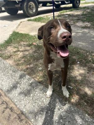A639828, Young Female Labrador Retriever
