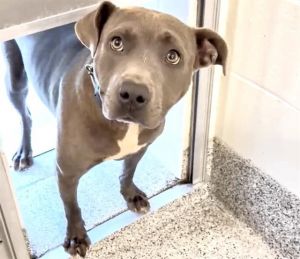 A639126, Adult Female Pit Bull Terrier
