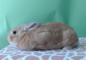 TANGO Bunny Rabbit Rabbit