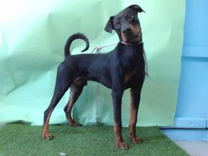 DOUGIE Doberman Pinscher Dog