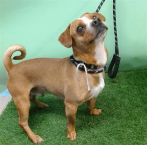 PEANUT, Adult Male Beagle