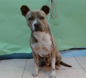 JICAMA Pit Bull Terrier Dog