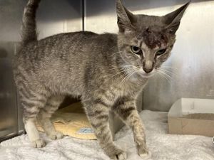 A5708991, Young Female Domestic Short Hair