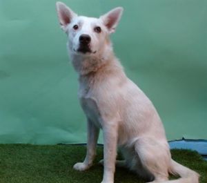 CHLOE, Young Female German Shepherd Dog