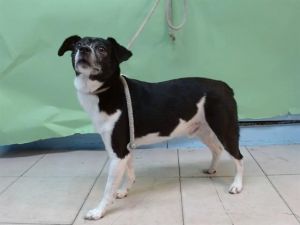 ROMEO, Adult Male Chihuahua