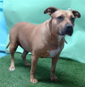 TEGAN, Adult Female Pit Bull Terrier