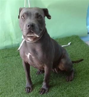 BELLA, Adult Female Pit Bull Terrier
