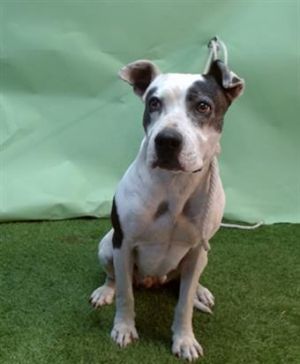 HOLLY, Adult Female Pit Bull Terrier