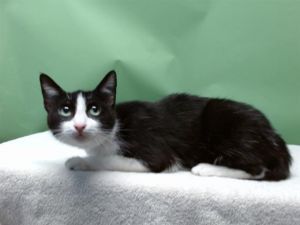 LUCY Domestic Short Hair Cat